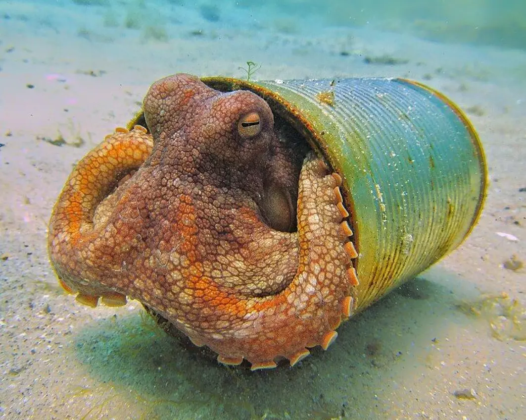 Blekkspruter er smarte og tilpasser seg raskt dersom miljøet rundt forandrer seg. Her ser du en blekksprut i en hermetikk-boks.