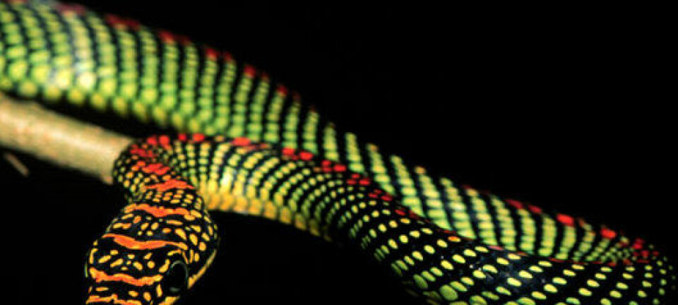 Her ser du den flygende slangen Chrysopelea paradisi. Du kan se flere portretter av denne slangen her. (Foto: Jake Socha)