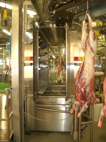 Varmtvannspasteuriseringskammer for lammeslakt. Metoden reduserer E. coli nesten hundre prosent. (Foto: Grethe Ringdal, Animalia) Varmtvannspasteuriseringskammer for lammeslakt. Metoden reduserer E. coli nesten hundre prosent. (Foto: Grethe Ringdal, Animalia)