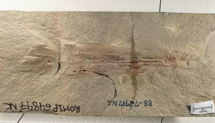 Fossilet av Biden-blekkspruten.