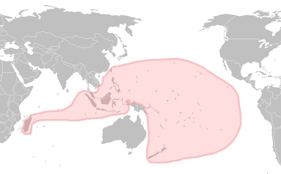 'Den austronesiske språkfamilen er en av verdens største og dekker store deler av Stillehavet. (Illustrasjon: Wikimedia Commons)'