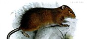 Forskere har sjekket om de kan gjenskape en utdødd rotte