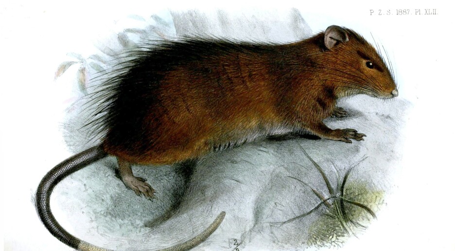 Forskere har sjekket om de kan gjenskape en utdødd rotte