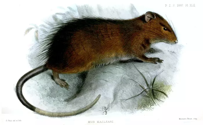 Forskere har sjekket om de kan gjenskape en utdødd rotte