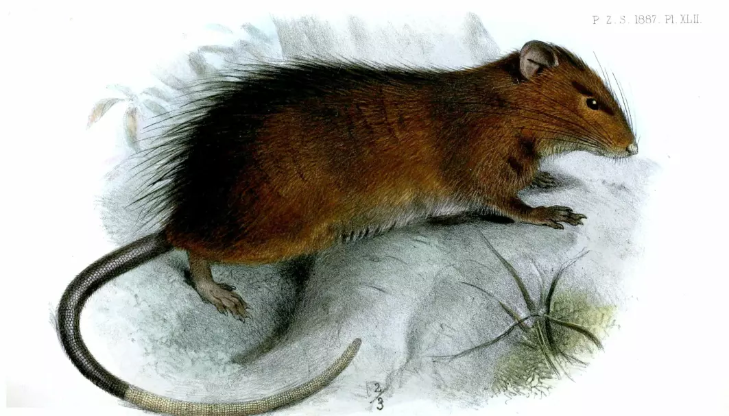 Christmas Island rat (Rattus macleari) ble utryddet for over hundre år siden.