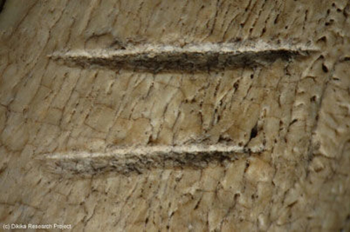Stridens eple: Skjæremerker som snur opp ned på hva vi vet om menneskets evolusjon eller resultatet av at en klønete antilope har tråkket feil? (Foto: Dikika Research Project) Stridens eple: Skjæremerker som snur opp ned på hva vi vet om menneskets evolusjon eller resultatet av at en klønete antilope har tråkket feil? (Foto: Dikika Research Project)