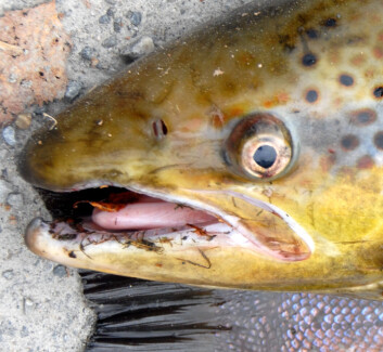 Laksen er en naturressurs som følger naturens svingninger, og fiskesesongen er kort. Dette gjør driften utfordrende for tilbyderne av laksefiske. (Foto: Trøndelag Forskning og Utvikling) Laksen er en naturressurs som følger naturens svingninger, og fiskesesongen er kort. Dette gjør driften utfordrende for tilbyderne av laksefiske. (Foto: Trøndelag Forskning og Utvikling)