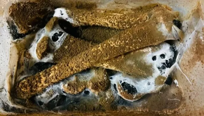 Slik ser kjøttbein ut som har ligget på havbunnen i flere måneder. Det hvite belegget med grønnskjær viser nedbrytingsstoffer som mikrober har laget.