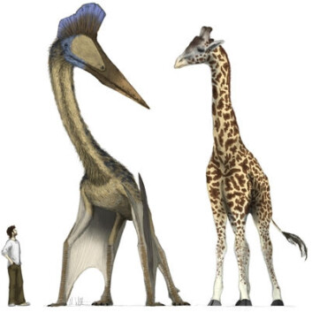 Den moderne mann, en sjiraff og en av de utryddede pterosaurene Hatzegotpteryx. Disse øglene brukte fire ben, og ikke to som fuglene, for å ta av for luftferd, ifølge ny forskning. Illustrasjon ved Mark Witton. Den moderne mann, en sjiraff og en av de utryddede pterosaurene Hatzegotpteryx. Disse øglene brukte fire ben, og ikke to som fuglene, for å ta av for luftferd, ifølge ny forskning. Illustrasjon ved Mark Witton.