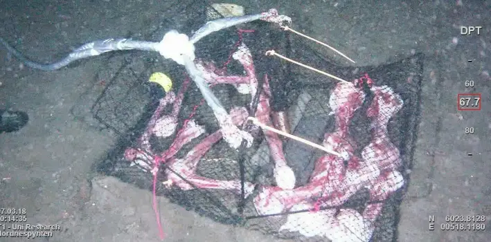 Slik så kjøttbeina ut da de ble senket på havbunnen i byfjorden utenfor Bergen. Slik så kjøttbeina ut da de ble senket på havbunnen i byfjorden utenfor Bergen.