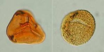 To fossile sporer fra bregner av den typen som var dominerende på grensen mellom trias- og juratiden, for 200 millioner år siden. De er 40 mikrometer i diameter, og man må bruke mikroskop for å se dem (Foto: Sofie Lindstrøm, GEUS) To fossile sporer fra bregner av den typen som var dominerende på grensen mellom trias- og juratiden, for 200 millioner år siden. De er 40 mikrometer i diameter, og man må bruke mikroskop for å se dem (Foto: Sofie Lindstrøm, GEUS)