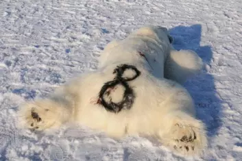 I tilfelle satellittsenderen svikter eller faller av, får isbjørnene også et merke på pelsen. (Foto: Øystein Wiig)