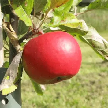 Your choice er en av de nye skurvresistente og økologiske eplesortene som også faller i smak hos forbrukerne.
