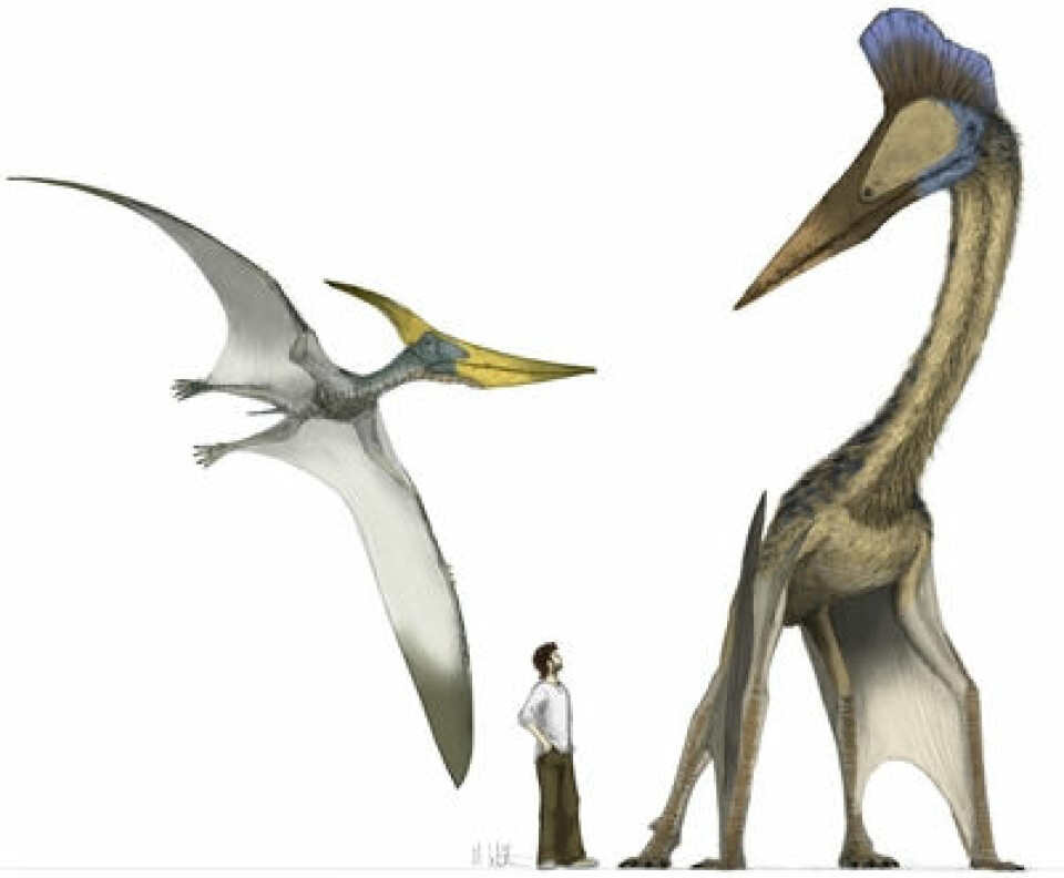 Sånn kunne det sett ut for 65 millioner år siden, i møte med pterosaurer. Her ses den tannløse, men flygedyktige pteranodon (t.v) med et vingespenn på rundt 9 meter, mens Hatzegopteryx sitt vingespenn var over 12 meter. (Illustrasjon: Mark Witton)