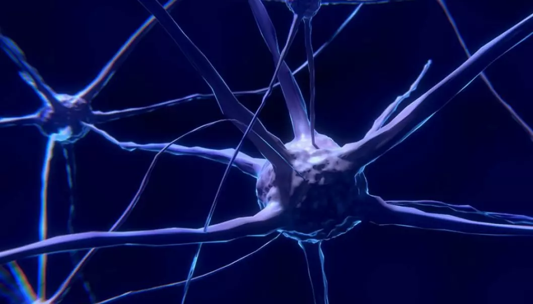 Nervecellene i hjernen sender signal til kvarandre i svære nettverk.