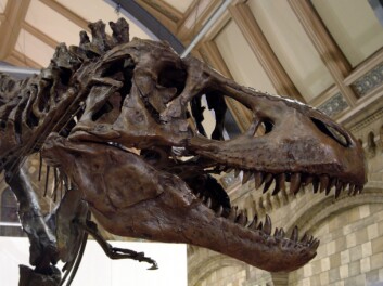 Skalle til Tyrannosaurus rex. (Foto: © Natural History Museum London) Skalle til Tyrannosaurus rex. (Foto: © Natural History Museum London)