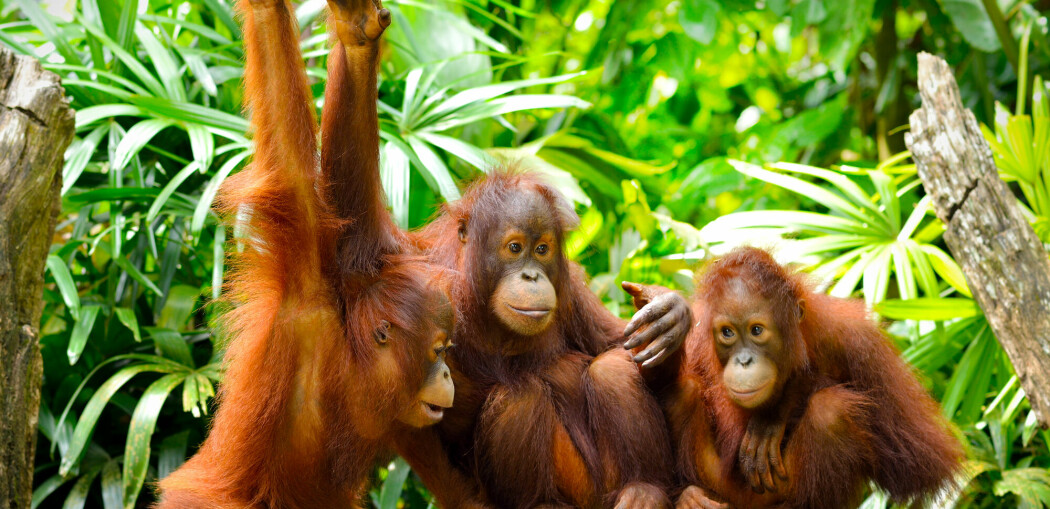 Orangutanger bruker slang for å «vise at de er kule»
