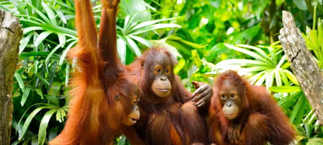 Orangutanger bruker slang for å «vise at de er kule»