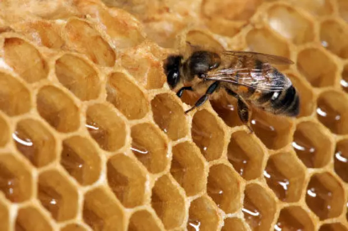 Bier har vært fulgt mennesket lenge. De eldste sporene av birøkting er funnet i Israel, og en analyse viser at biene som ble brukt kan ha vært skaffet langveisfra. (Illustrasjonsfoto: iStockphoto)