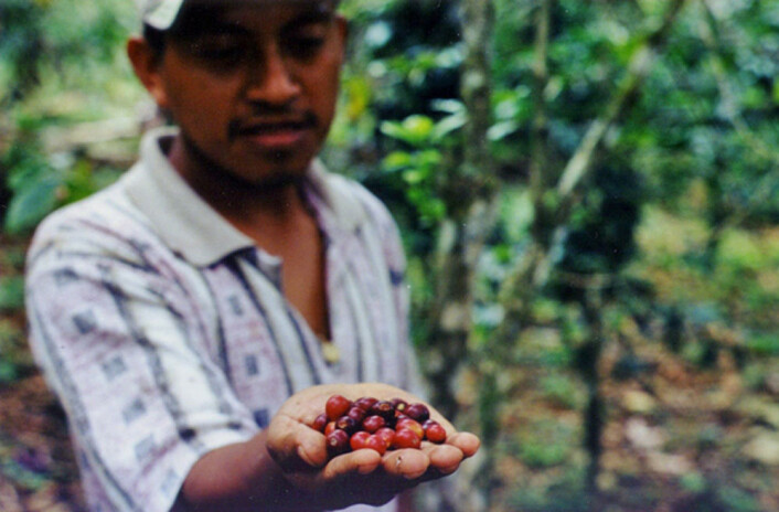 "En ny doktorgrad, basert på forskning i delstaten Chiapas i Mexico, tar for seg effekten av Fairtrade-kaffe for lokale kaffeprodusenter. (Foto: Anna B. Milford)" "En ny doktorgrad, basert på forskning i delstaten Chiapas i Mexico, tar for seg effekten av Fairtrade-kaffe for lokale kaffeprodusenter. (Foto: Anna B. Milford)"