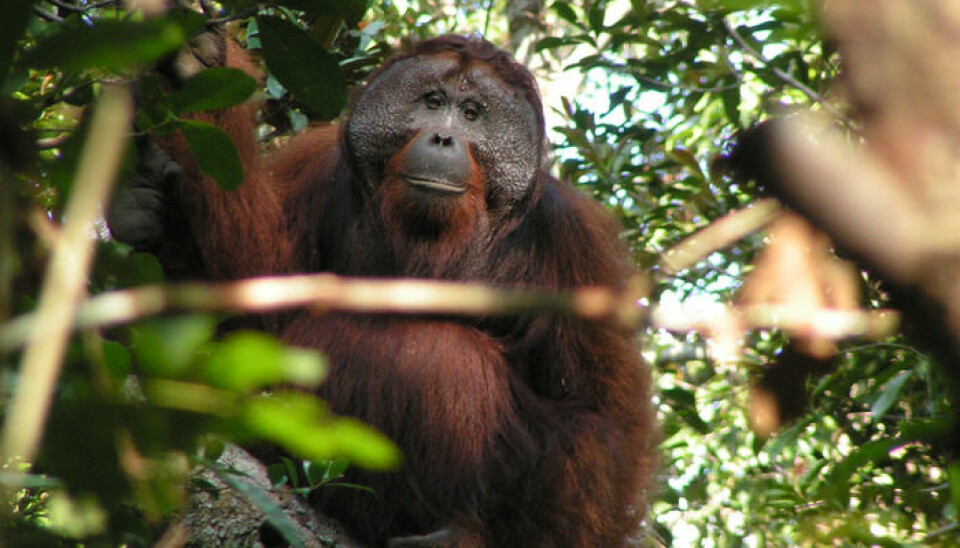 En kul orangutang fra Borneo.