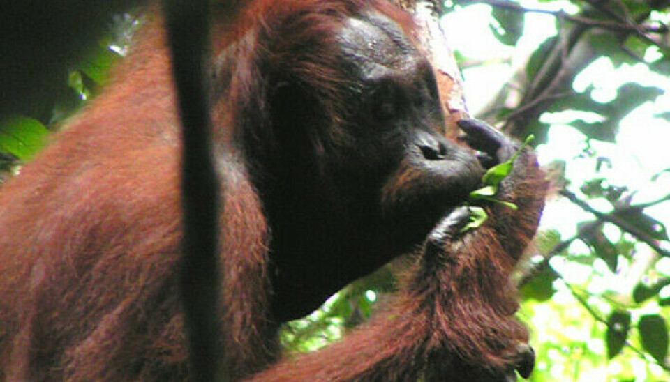 Her bruker en orangutang et blad for å få høyere lyd når den lager et varselrop.