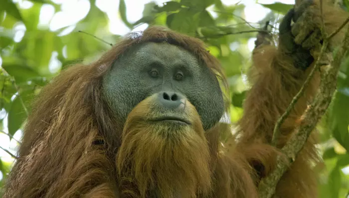En orangutang fra Sumatra. Denne er fra Tapanuli-området nord på Sumatra, og er en egen art vi ikke visste var anderledes før 2017. Det er kun 800 stykker av denne typen orangutang igjen, <a href="https://www.orangutan.com/tapanuli-orangutan/" aria-label="">ifølge orangutan.com</a>.