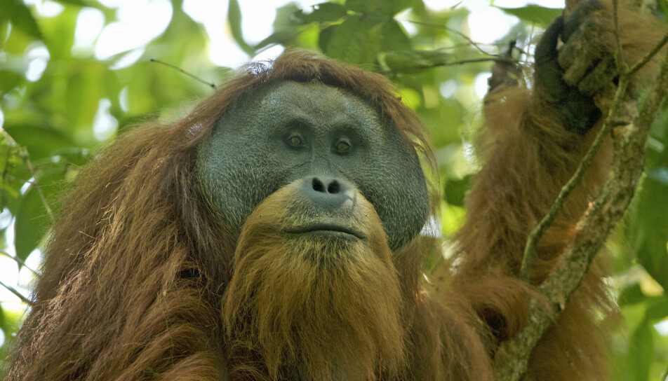 En orangutang fra Sumatra. Denne er fra Tapanuli-området nord på Sumatra, og er en egen art vi ikke visste var anderledes før 2017. Det er kun 800 stykker av denne typen orangutang igjen, ifølge orangutan.com.