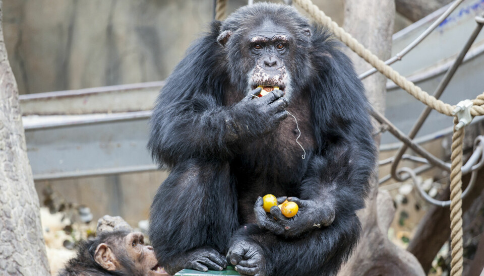 Sjimpansen Julius måtte sikkert lære seg å prate som de andre sjimpansene gjorde når han flyttet inn i Kristiansand Dyrepark.