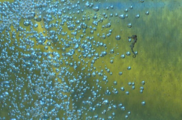 Mange arter av sjøhest er truet av overfiske og endringer i det marine miljøet der de naturlig holder til. (Foto: Colourbox) Mange arter av sjøhest er truet av overfiske og endringer i det marine miljøet der de naturlig holder til. (Foto: Colourbox)
