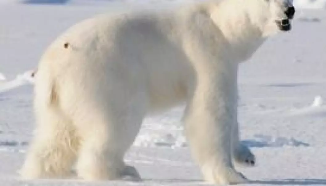 Fotfølger isbjørn på Grønland