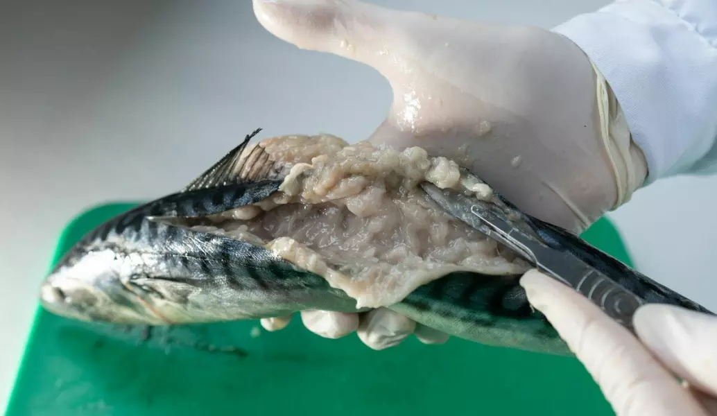 Parasitten Kudoa fører til geléfisk, som vil si at fiskekjøttet blir omgjort til en flytende masse som omtrent kan drikkes med sugerør.