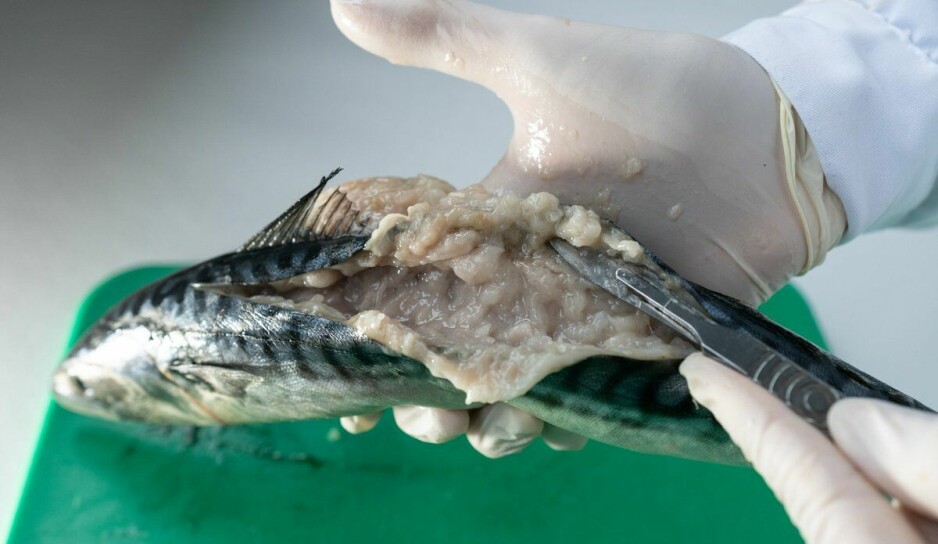 Parasitten Kudoa fører til geléfisk, som vil si at fiskekjøttet blir omgjort til en flytende masse som omtrent kan drikkes med sugerør.