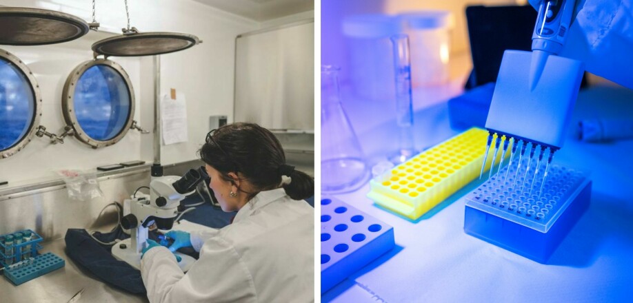 Forskerne kan PCR-teste fisken i laboratoriet for å teste for Kudoaparasitten.