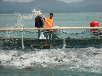 Oppdrettsanlegg i Thailand. (Foto: Havforskningsinstituttet) Oppdrettsanlegg i Thailand. (Foto: Havforskningsinstituttet)