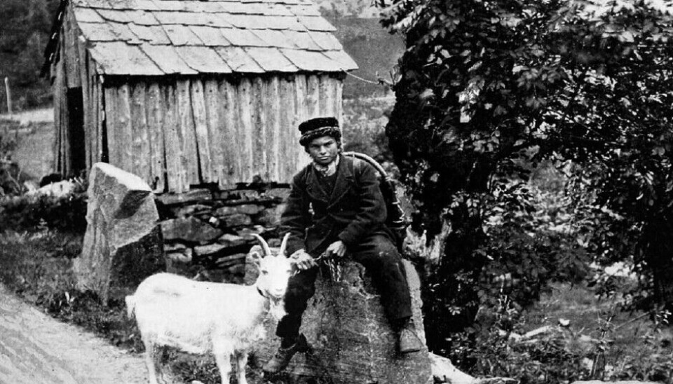 ALF PRØYSEN: ‘Gjetergutten venter’ (the shepherd boy is waiting) is an old broadside ballad. The singer-songwriter Alf Prøysen received it to his music column in ‘Magasinet for Alle’ in 1955–1956. He writes that the ballad was unknown to him, and that he had never seen it in print. The song was probably part of an oral tradition where the text differed between areas.