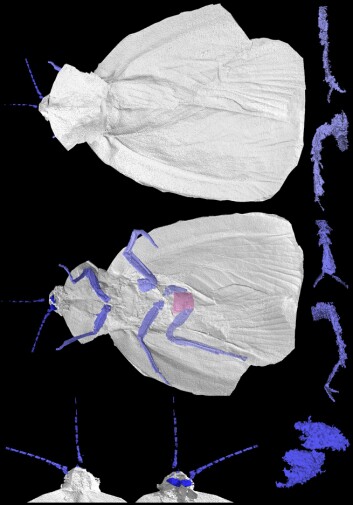 "Slik ser rekonstruksjonen av urkakerlakken ut. (Illustrasjon: Imperial College London/Natural History Museum)" "Slik ser rekonstruksjonen av urkakerlakken ut. (Illustrasjon: Imperial College London/Natural History Museum)"