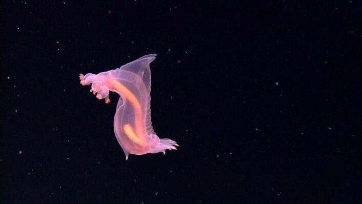 Denne benthoniske sjøpølsa svømmer gjennom iskaldt vann på 3 200 meters dyp. (Foto: NOAA Ocean Explorer/Image courtesy of INDEX 2010: ÒI) Denne benthoniske sjøpølsa svømmer gjennom iskaldt vann på 3 200 meters dyp. (Foto: NOAA Ocean Explorer/Image courtesy of INDEX 2010: ÒI)