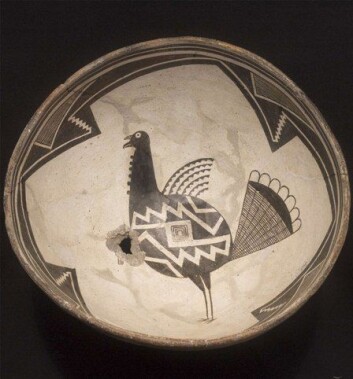 Bolle med kalkunmotiv fra Mimbres-kulturen i dagens New Mexico, USA. Slike gjenstander ble laget mellom år 1000 og 1200. (Foto: Eirc J. Kaldahl/The Amerind Foundation, Inc., Dragoon, Arizona) Bolle med kalkunmotiv fra Mimbres-kulturen i dagens New Mexico, USA. Slike gjenstander ble laget mellom år 1000 og 1200. (Foto: Eirc J. Kaldahl/The Amerind Foundation, Inc., Dragoon, Arizona)
