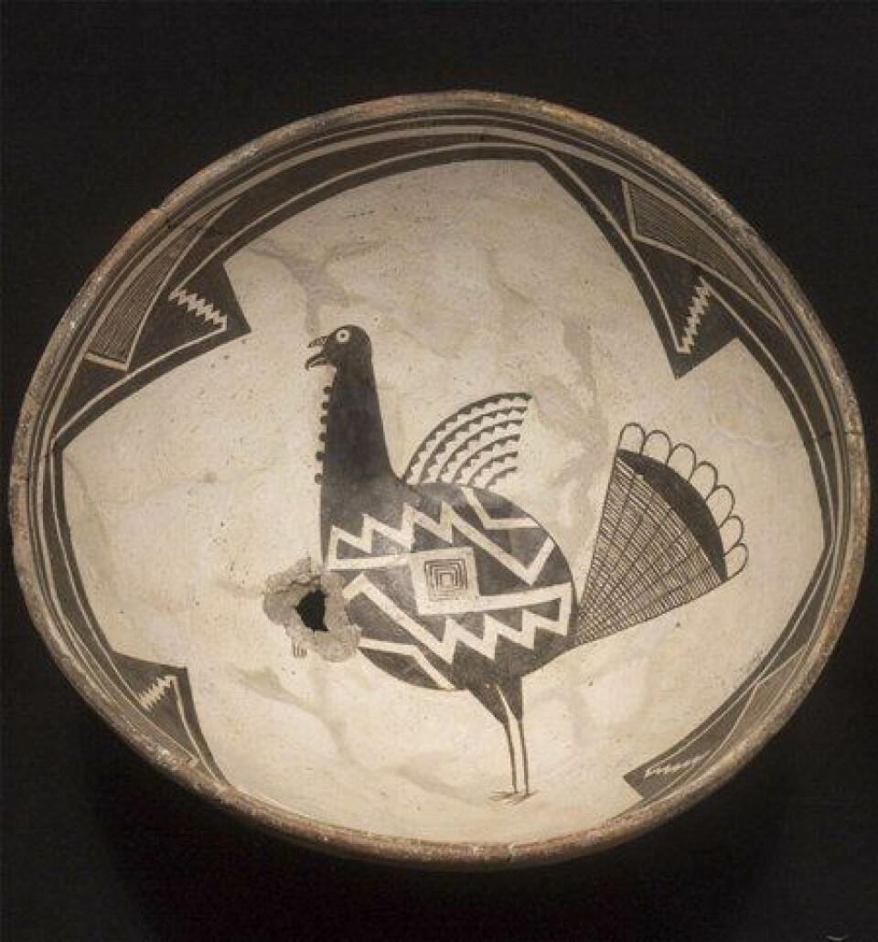 Bolle med kalkunmotiv fra Mimbres-kulturen i dagens New Mexico, USA. Slike gjenstander ble laget mellom år 1000 og 1200. (Foto: Eirc J. Kaldahl/The Amerind Foundation, Inc., Dragoon, Arizona)