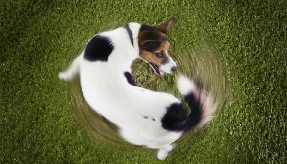En Jack Russel-terrier som jager halen sin.