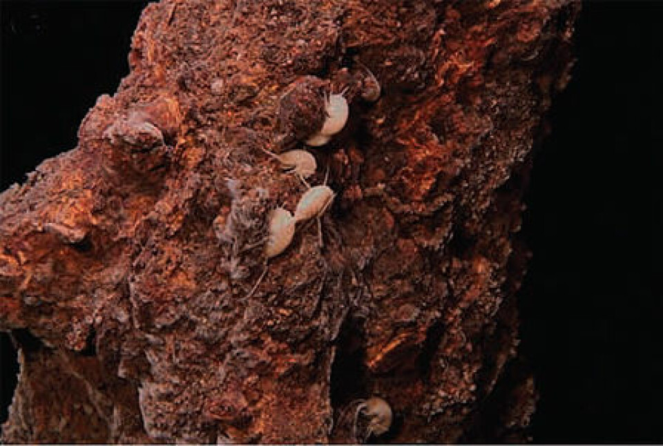 De nyoppdagede tangloppene holder til på skorsteinene som dannes av de vulkanske kildene nord på den midtatlanterske rygg. (Foto: Senter for geobiologi/UiB)