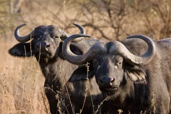 Afrikansk bøffel (Foto: Ikiwaner/Wikimedia Creative Commons)