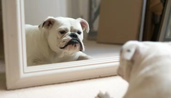 En hvit Bulldog som ser på seg selv i speilet, men ikke føler for å glefse etter speilbildet, så vidt vi vet.