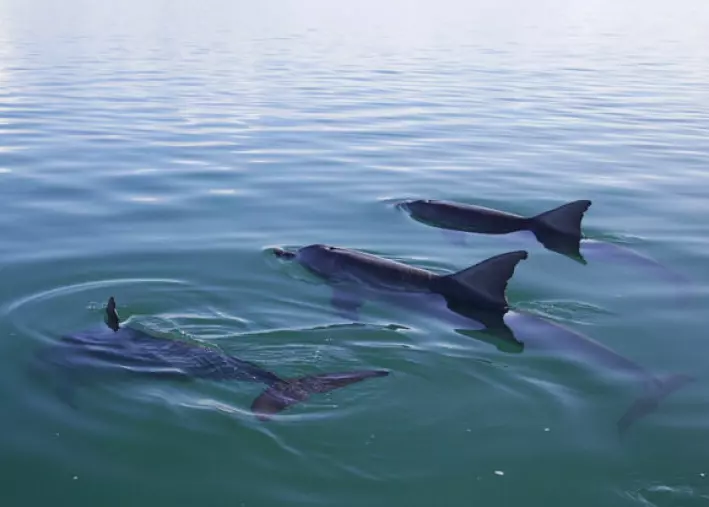 En gruppe venner i Shark Bay.
