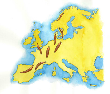 Iberiaskogsneglen har spredt seg fra Sør-Europa til langt nord i Skandinavia. (Illustrasjon: Hermod Karlsen/Bioforsk) Iberiaskogsneglen har spredt seg fra Sør-Europa til langt nord i Skandinavia. (Illustrasjon: Hermod Karlsen/Bioforsk)