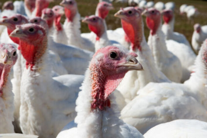 Kalkun er en av få arter som brukes i moderne landbruk som er temmet og avlet fram på det amerikanske kontinentet. (Foto: iStockphoto) Kalkun er en av få arter som brukes i moderne landbruk som er temmet og avlet fram på det amerikanske kontinentet. (Foto: iStockphoto)