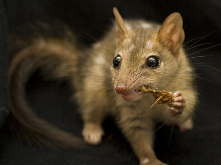 D. hallucatus er en pungmår på størrelse med en katt. Den lever i nordlige deler av Australia, men bestanden er flere steder truet. (Foto: Jonathan Webb) D. hallucatus er en pungmår på størrelse med en katt. Den lever i nordlige deler av Australia, men bestanden er flere steder truet. (Foto: Jonathan Webb)