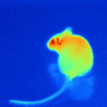 Kanskje ser små mus omtrent slik ut, med de infrarøde sensorene til huggormer, boaer og pytonslanger. (Foto: Julius Lab at UCSF) Kanskje ser små mus omtrent slik ut, med de infrarøde sensorene til huggormer, boaer og pytonslanger. (Foto: Julius Lab at UCSF)