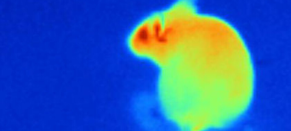 Kanskje ser små mus omtrent slik ut, med de infrarøde sensorene til huggormer, boaer og pytonslanger. (Foto: Julius Lab at UCSF)